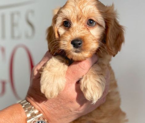 puppiesforsale-content2
